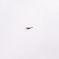 Accipiter nisus
