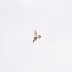 Accipiter nisus