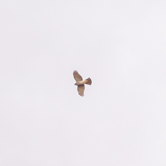 Accipiter nisus