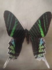 Urania leilus