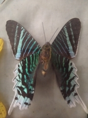 Urania leilus