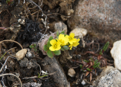 Draba corymbosa