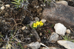 Draba corymbosa