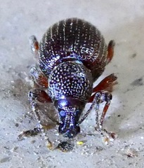 Otiorhynchus cribricollis