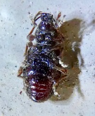 Otiorhynchus cribricollis