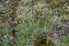 Artemisia furcata