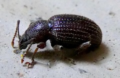 Otiorhynchus cribricollis