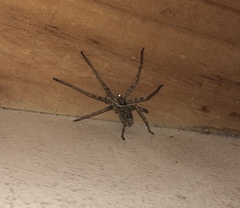 Heteropoda venatoria