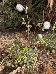 Senecio vulgaris