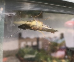 Hypanartia cinderella