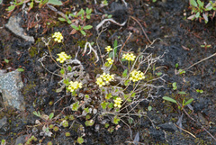 Draba pilosa