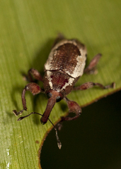 Heilipus
