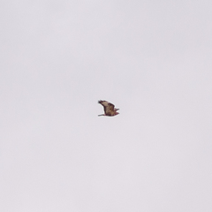 Buteo buteo