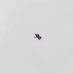 Buteo buteo