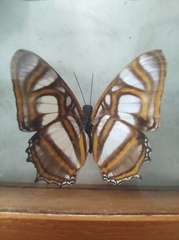 Metamorpha elissa