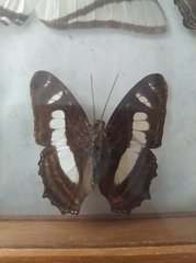Metamorpha elissa