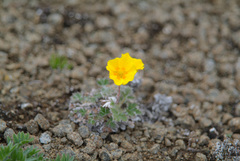 Potentilla × prostrata