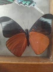 Panacea prola