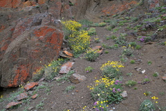 Potentilla × prostrata