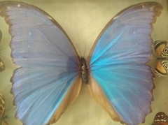 Morpho menelaus didius