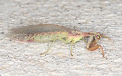 Ditaxis meridiei