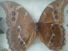 Morpho menelaus didius