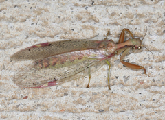 Ditaxis meridiei