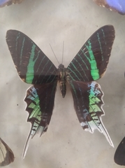 Urania leilus