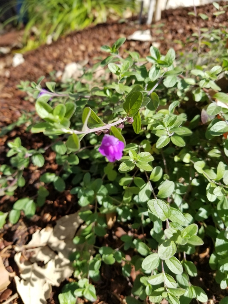 Scutellaria suffrutescens from Mueller, Austin, TX, USA on January 22