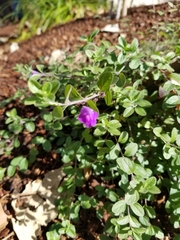 Scutellaria suffrutescens