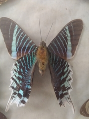 Urania leilus