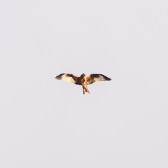 Milvus milvus