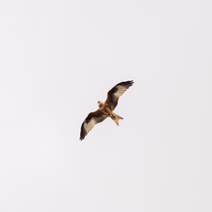 Milvus milvus