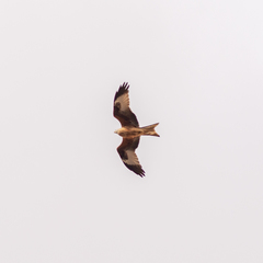 Milvus milvus