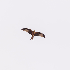 Milvus milvus