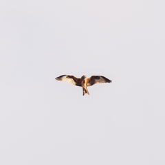 Milvus milvus
