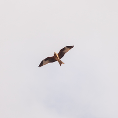 Milvus milvus