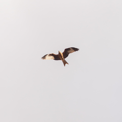 Milvus milvus