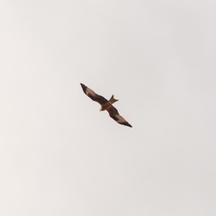 Milvus milvus