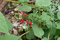 Salvia holwayi