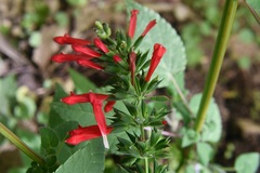 Salvia holwayi
