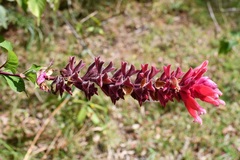 Salvia wagneriana