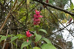 Salvia wagneriana