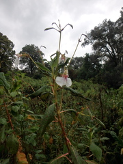 Impatiens tinctoria