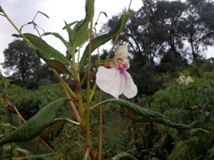 Impatiens tinctoria