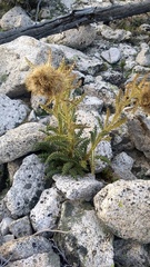 Cirsium funkiae