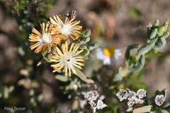 Delosperma fredericii