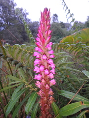 Satyrium crassicaule