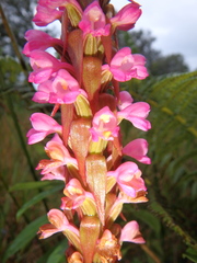Satyrium crassicaule