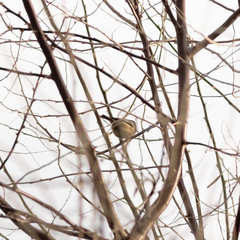 Periparus ater